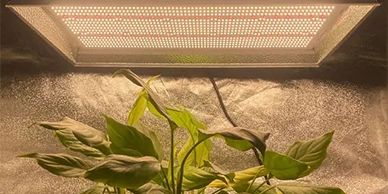 Wissen Sie, dass Spider LED Licht wachsen?