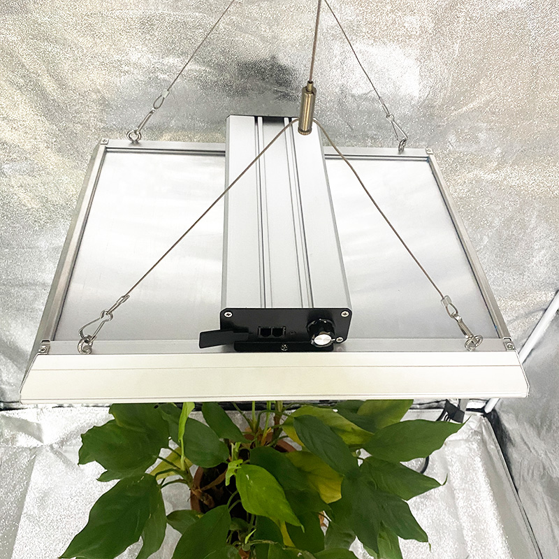 Hydroponisches 100w LED-Wachstumslicht für tropische Pflanzen