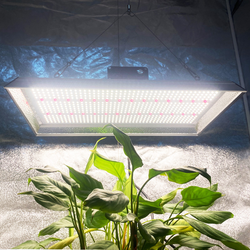Professionelles 200w LED-Wachstumslicht für Topfpflanzen
