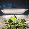 Garden 200w LED-Wachstumslicht für tropische Pflanzen