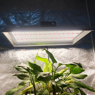 Niedrigenergie-Gartenbau-LED-Wachstumslicht für Tomaten