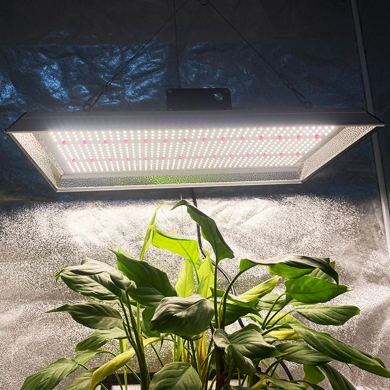 Hochleistungs-Vollspektrum-LED-Wachstumslicht für Tomaten