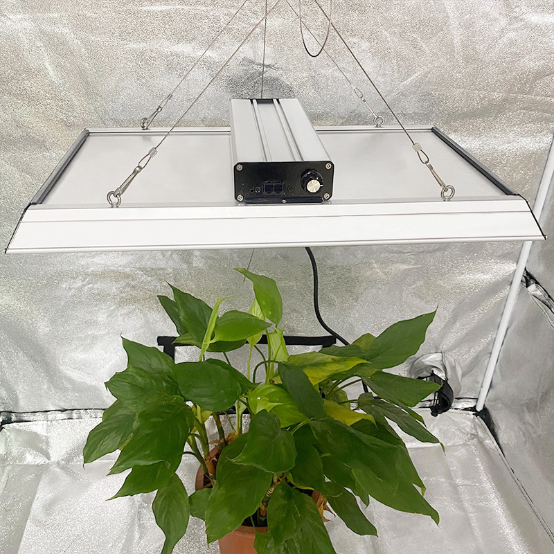 Am höchsten bewertetes Garten-LED-Wachstumslicht für Tomaten