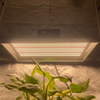 Garten 400 Watt LED wachsen Licht für Chilis