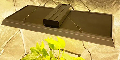Indoor-Anlagen und künstliche Beleuchtung: So wählen Sie eine Quantenplatine-LED-Wachstum an