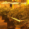 660W Commercial Hydroponic Faltbare Spinne LED Wachsen Licht