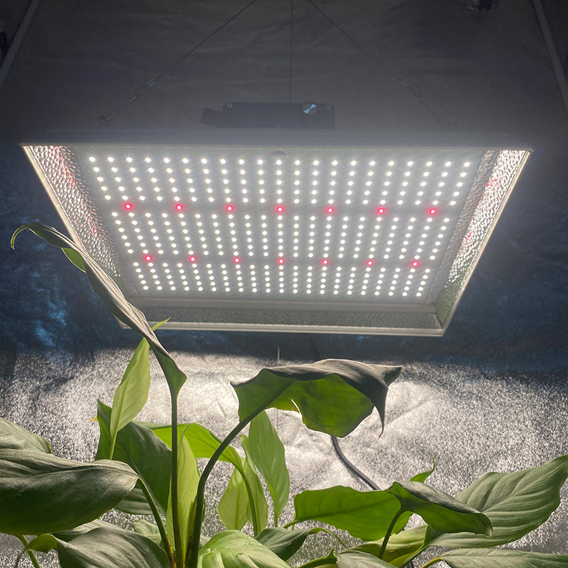 Vollspektrum 100w LED-Wachstumslicht für Topfpflanzen
