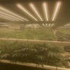 Gewächshaus 1000W LED wachsen Licht für Gemüse