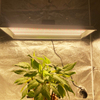 Plant 300w LED-Wachstumslicht für Sukkulenten