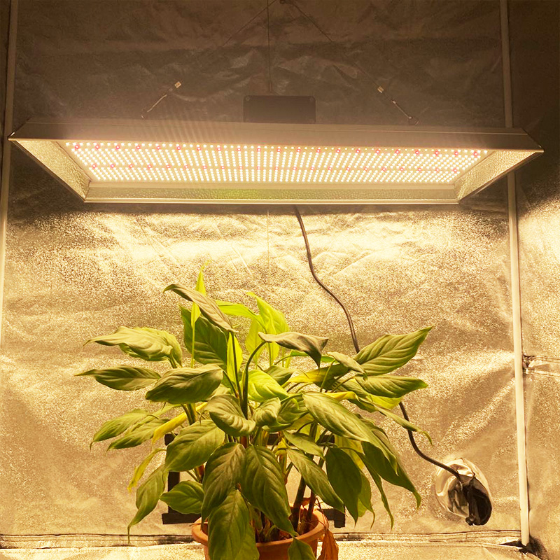 Indoor 300w LED Grow Light für Tomaten