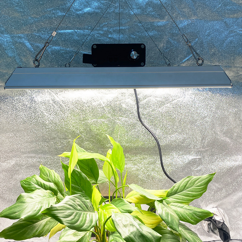 Quantum-Gewächshaus-LED wächst Licht für Tomaten