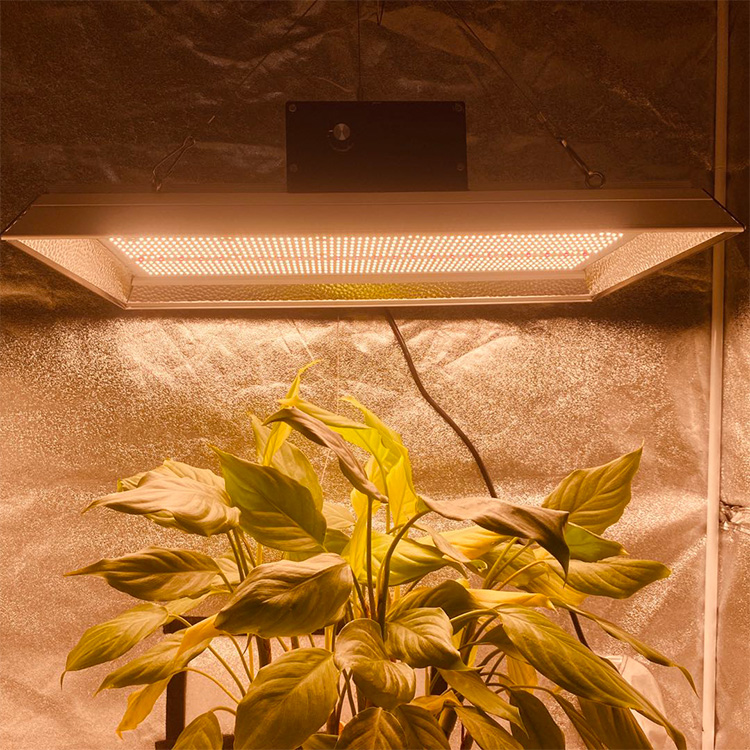 Gartenbau 400 Watt LED wächst Licht für Chilis